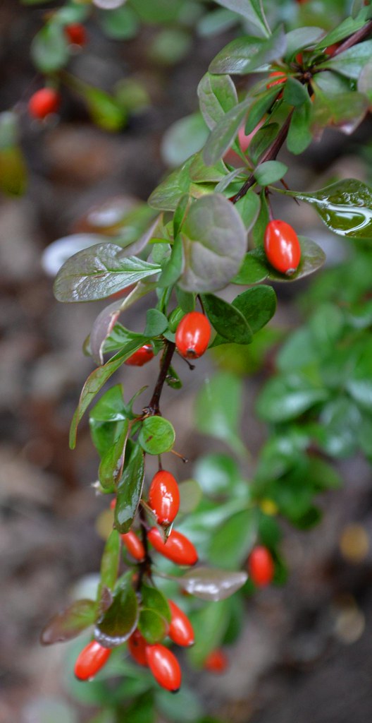 Bright red barberry (Berberis) berries, a natural source of the berberine used in CitrusBurn
