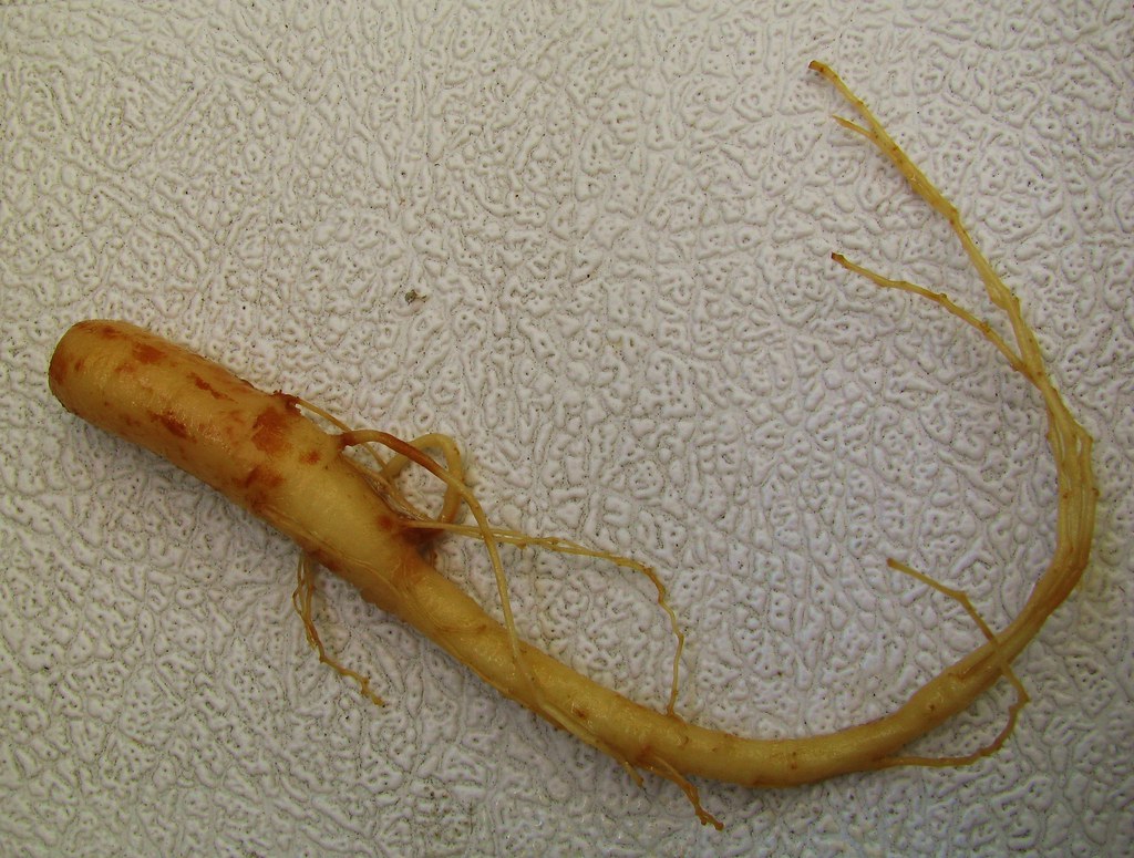 Korean red ginseng root used in CitrusBurn